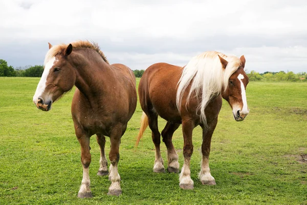 Bélgica Borrador de caballos — Foto de Stock