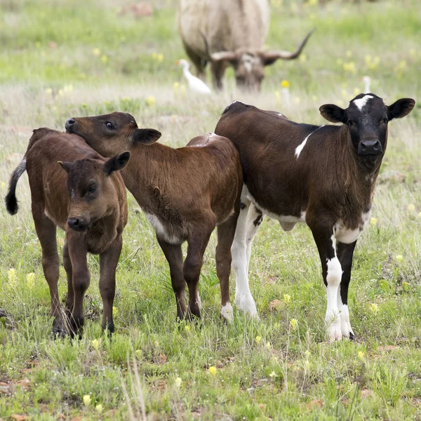 Longhorn Calves — Stock Photo, Image