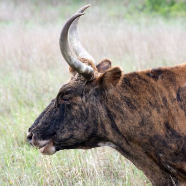 Texas Longhorn 