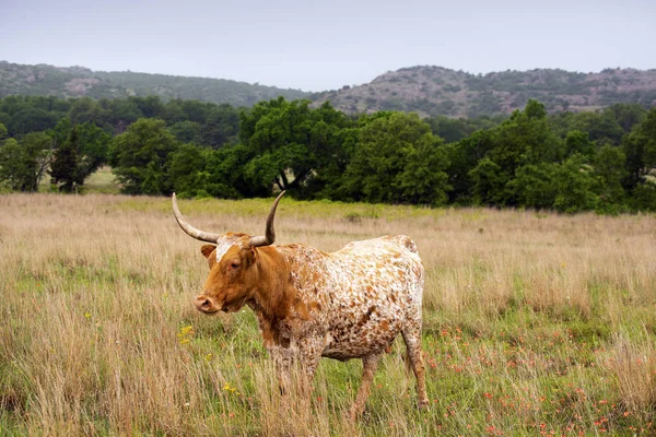 Texas Longhorn — Fotografia de Stock