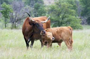 Texas Longhorn 