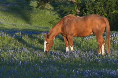 Bahar Bluebonnets ile at
