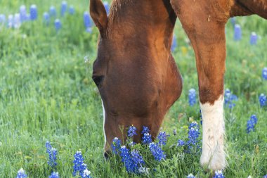 Bahar Bluebonnets ile at
