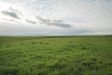 Flint hills