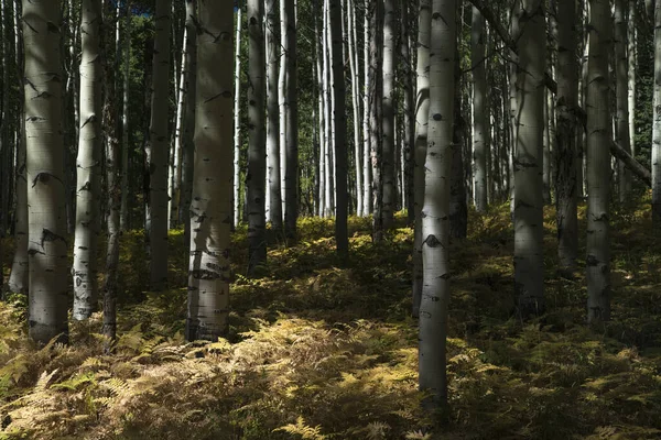 Aspens and Ferns — Stock Photo, Image