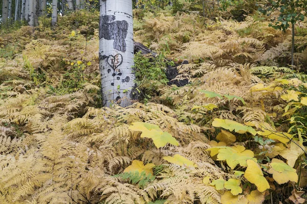 Aspens et fougères — Photo