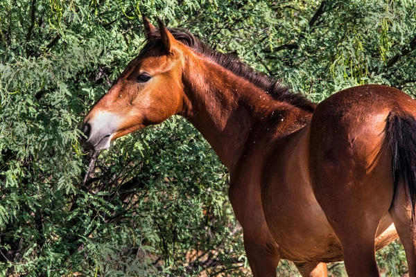 Salt River Wild Horses on the Salt River near Phoenix, Arizona