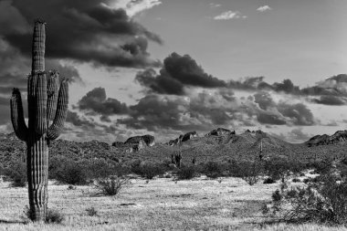 Phoenix, Arizona yakınlarındaki Sonoran Çölü manzarası..