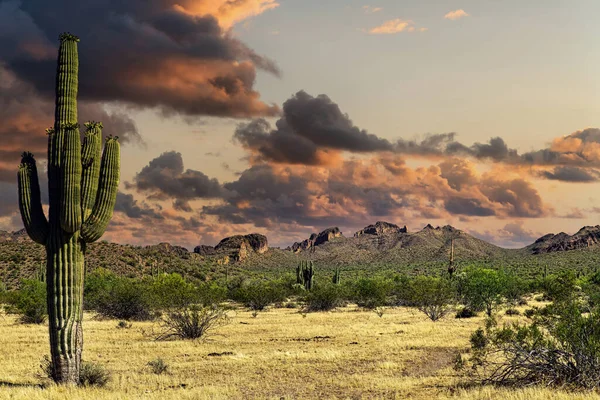 Blick Auf Die Sonora Wüste Bei Phoenix Arizona — Stockfoto