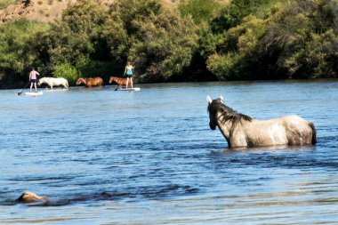 Tonto Ulusal Ormanı 'ndaki Tuz Nehri Vahşi Atları Phoenix, Arizona yakınlarında..