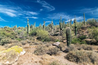 Phoenix, Arizona yakınlarındaki Sonoran Çölü manzarası..