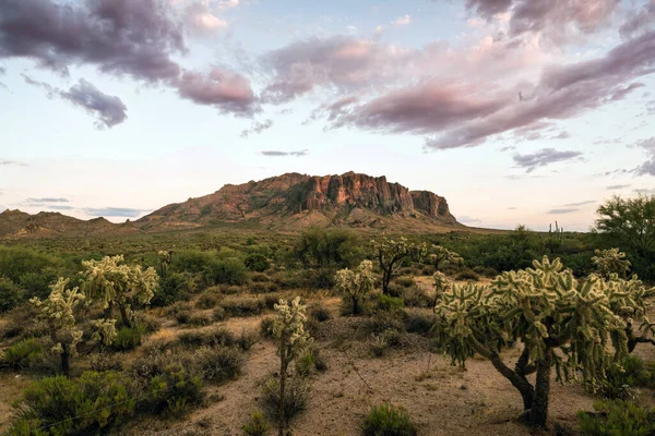 Вид Пустелю Сонора Поблизу Фінікса Штат Арізона — стокове фото