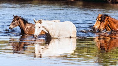 Tonto Ulusal Ormanı 'ndaki Tuz Nehri Vahşi Atları Phoenix, Arizona yakınlarında..