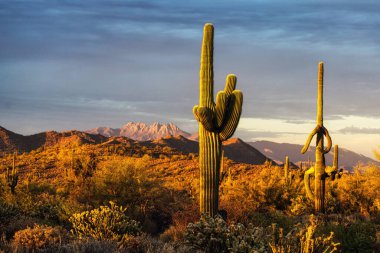 Phoenix, Arizona yakınlarındaki Sonoran Çölü manzarası..