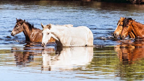 Tonto Ulusal Ormanı 'ndaki Tuz Nehri Vahşi Atları Phoenix, Arizona yakınlarında..