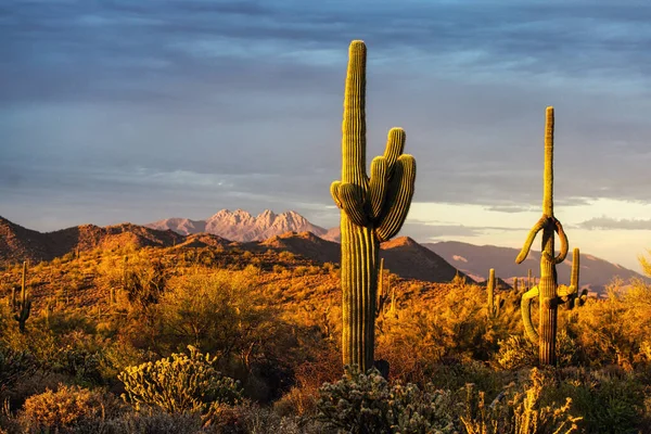 Вид Пустелю Сонора Поблизу Фінікса Штат Арізона — стокове фото