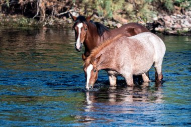 Tonto Ulusal Ormanı 'ndaki Tuz Nehri Vahşi Atları Phoenix, Arizona yakınlarında..