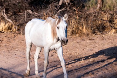 Tonto Ulusal Ormanı 'ndaki Tuz Nehri Vahşi Atları Phoenix, Arizona yakınlarında..