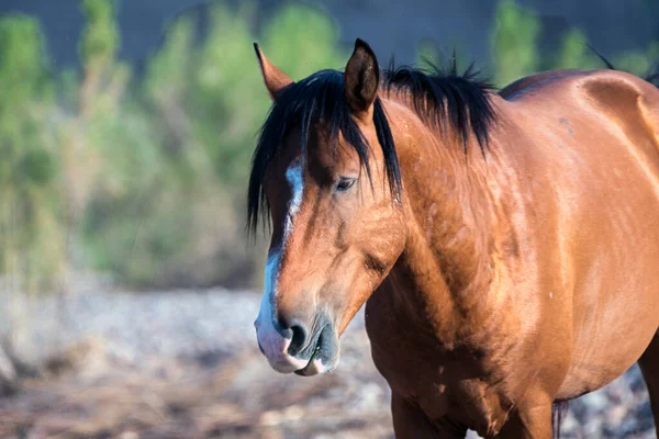 Wildpferde Tonto National Forest Der Nähe Von Phoenix Arizona — Stockfoto