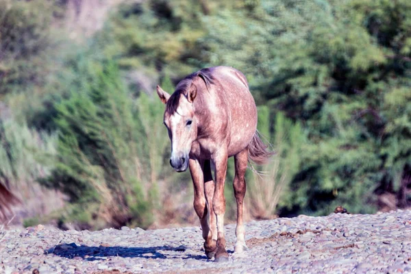 Дикие Лошади Реки Салт Национальном Лесу Тонто Недалеко Финикса Аризона — стоковое фото