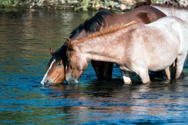 Tonto Ulusal Ormanı 'ndaki Tuz Nehri Vahşi Atları Phoenix, Arizona yakınlarında..
