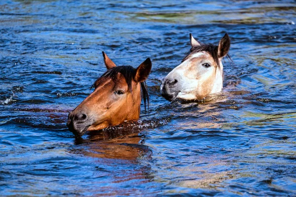 Salt River Wild Horses Tonto National Forest Phoenix Arizona — Stock Photo, Image