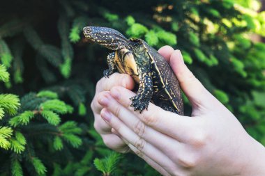 Turtle in the hands. European pond turtle. clipart