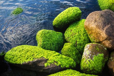 Yeşil yosunlarla kaplı deniz taşları