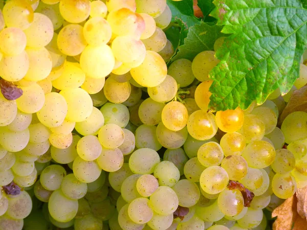 Cluster Van Druiven Opknoping Van Wijnstokken Voorraad — Stockfoto