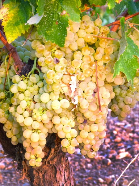 Kluster Druva Hängande Vinstockar Beståndet — Stockfoto