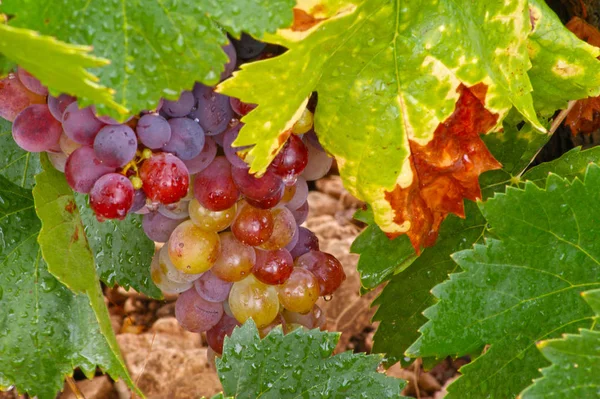 Cluster Van Druiven Opknoping Van Wijnstokken Voorraad — Stockfoto