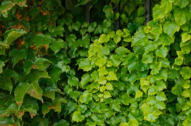 Güzel sarmaşık çit asılı