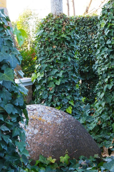 Beautiful Green Ivy Leafy Trees Mud Jar — Stock Photo, Image