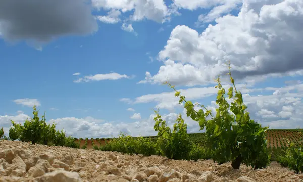 Wijngaard Met Wolken Zonsondergang Achtergrond — Stockfoto