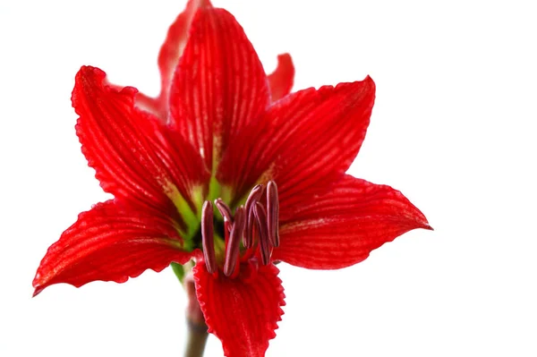 Primer Plano Una Hermosa Flor Roja Llamada Suegra Nuera — Foto de Stock