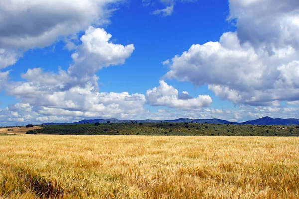 麦田旁的田野 蓝天白云的背景 — 图库照片