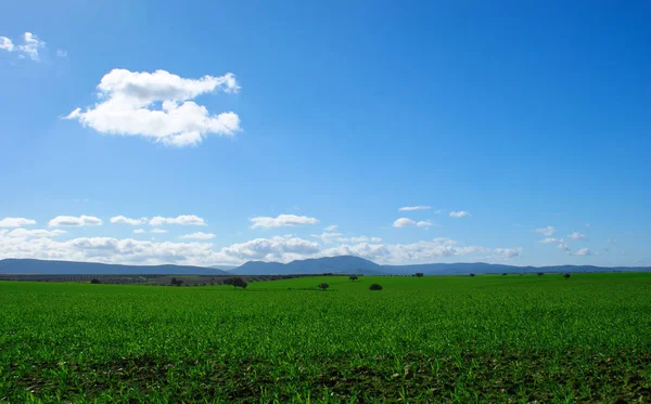 蓝蓝蓝天背景下的中 蓝山绿草园美景 — 图库照片