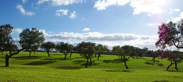 雲がかかってオークスと青い空と緑の牧草地の牧草地 — ストック写真