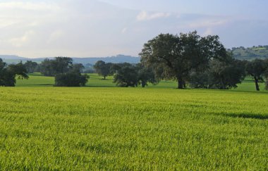 Zeytin ağaçları, Üzüm şarapları ve buğday alanlarında