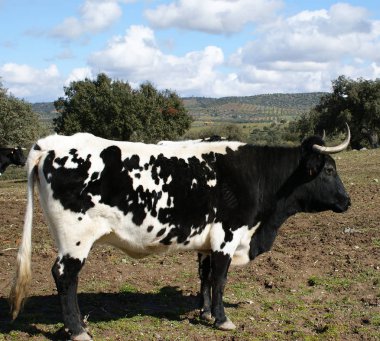 İnek sürüsü ve beyaz ve siyah toplar oaks arasında otlatma 