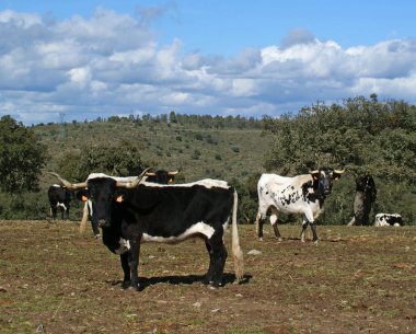 İnek sürüsü ve beyaz ve siyah toplar oaks arasında otlatma 