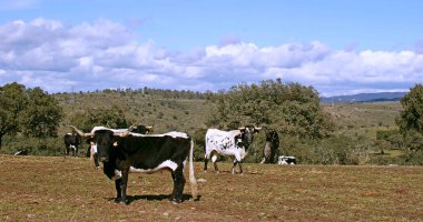 İnek sürüsü ve beyaz ve siyah toplar oaks arasında otlatma 