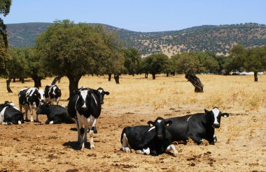 İnekler otlatma holm oaks arasında beyaz ve siyah renk