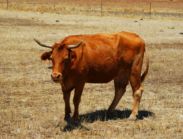 Cow Orange Color Fence Grazing — Stock Photo, Image