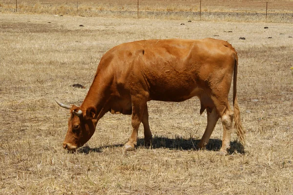 Cow Orange Color Fence Grazing — Stock Photo, Image