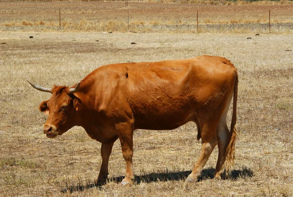 Αγελάδα Του Πορτοκαλί Χρώματος Ένα Φράχτη Βόσκηση — Φωτογραφία Αρχείου