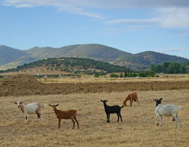 Bulutlu gökyüzü üzerinde otlatma keçi sürüsü