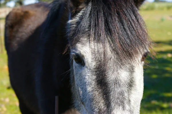 Primo Piano Cavallo Bianco Nero — Foto Stock