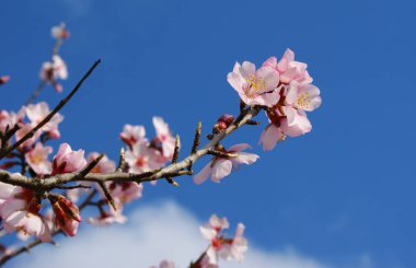 Badem ağacı çiçek ile bulutlar arka plan mavi gökyüzü ile