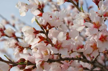Badem ağacı çiçek mavi ışık gökyüzü bulutlar arka plan ile